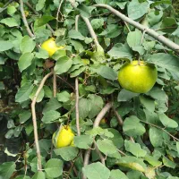 فروش انواع سیاه ریشه