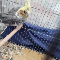 عروس هلندی نر در حال پر ریزی|پرنده|تربت‌حیدریه, ترمینال|دیوار