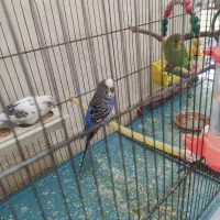 مرغ عشق|پرنده|خرمشهر, |دیوار