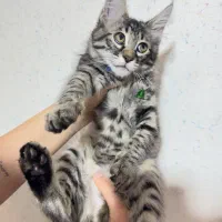 گربه دورگه|گربه|سمنان, |دیوار