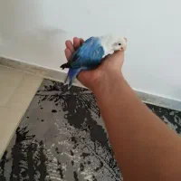 کوتوله|پرنده|مشهد, امیریه|دیوار