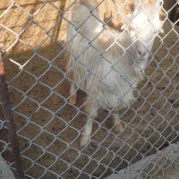 کهره چاق تخت هم زنده قپان هم گوشت