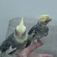 عروس هلندی|پرنده|رباط‌کریم, رباط‌کریم|دیوار