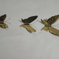 پروانه برنز