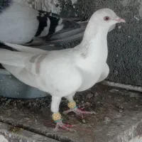 کفتر بدرنگ
