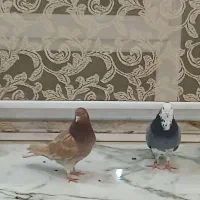 ابلغ سبز و دهاتی