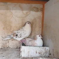 کبوتر چپ هفرنگ