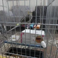 دو عروس هلندی دستی و سخنگو|پرنده|اسلام‌شهر, شهرک امام حسین (میان آباد)|دیوار