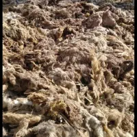 پشم   گوسفند