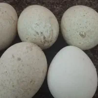 تخم بوقلمون