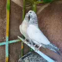 خالسبز پرشی