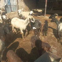 میش داشتی بره دار