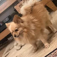 پامرائین دوساله