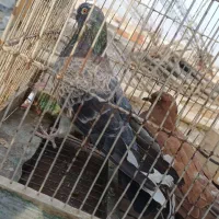 کفتر نر