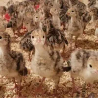 جوجه بوقلمون برنز انگلیس