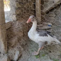 فروش یک عدد غاز