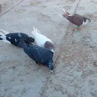 کفتررنگه|پرنده|رادکان, |دیوار