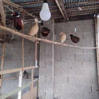 مرغ و خروس های زینتی در انواع نژاد|حیوانات مزرعه|رشت, شهرک قدس|دیوار