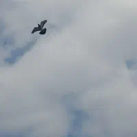 کبوتر زاغ والمانی