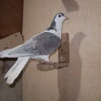 کبوتر چپ الماسی  چادریخوشرنگ