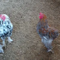 خروس چیل|حیوانات مزرعه|بجنورد, |دیوار