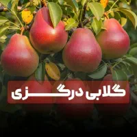 تولید نهال در شرکت نهالستان پیمان قیاسی