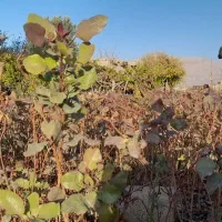 نهال پسته بادامی ریز زرندی