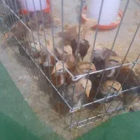 فروش جوجه کردی
