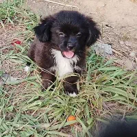 توله سگ پشمالو شیتزوپیکنیز ۲تاماده|سگ|رشت, جانبازان|دیوار