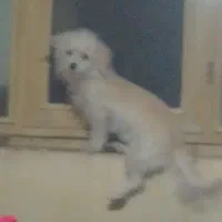 سگ شیتزو جنسیت نر