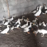 اردک گوشتی