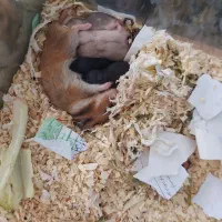 همستر|موش و خرگوش|مشهد, بهاران|دیوار