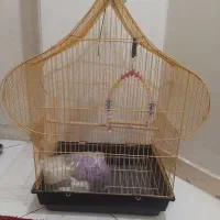 قفس عروس هلندی