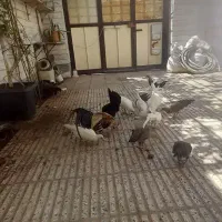 خروس فونیکس|حیوانات مزرعه|شاهرود, |دیوار