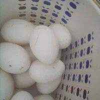 باسلام ۱۵عدد تخم غاز نطفه دار
