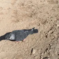 کبوتر موشی طوق سفید ماده سرور ماده|پرنده|لار, |دیوار