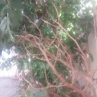 خرید چوب وبریدن درخت باغ  خشک شده