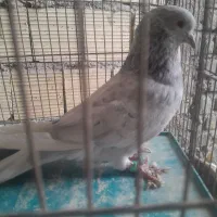 فروش دوعدد کبوتر نر سرور ونرکله قهوه ای پرشی