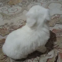 شیتزو تریر|سگ|پاکدشت, پاکدشت (مامازند)|دیوار