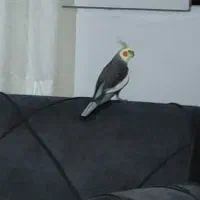 گمشده.|حیوانات|کرمانشاه, |دیوار