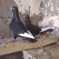 کبوتر ۷ ۸ نرو ماده