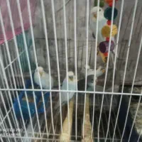 پرنده مرغ عشق|پرنده|کازرون, |دیوار
