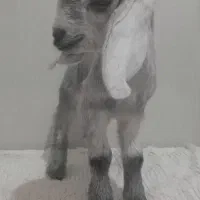 کهره شیری|حیوانات مزرعه|مرودشت, شهرک مهدیه|دیوار