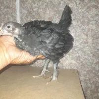 جوجه ۲ ماهه