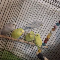 مرغ عشق|پرنده|اصفهان, شهرک میلاد|دیوار