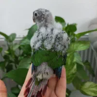 جوجه گرینچیک سرلاکی|پرنده|قم, شاه سید علی|دیوار