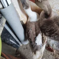 قار محلی ارگانیک