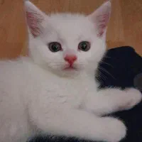 بچه گربه