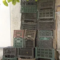 سبد سیب
