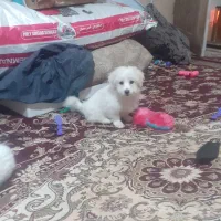 جفت نر و ماده نژاد اشپیتز|سگ|وحیدیه, |دیوار